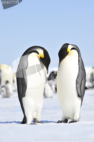 Image of Emperor Penguins with chicks