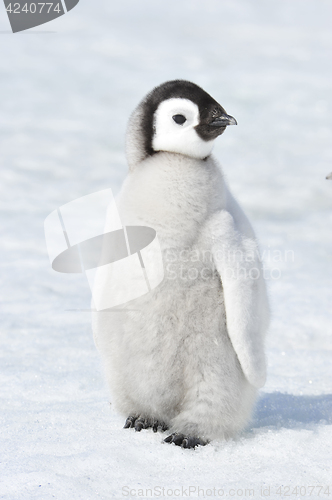 Image of Emperor Penguin chick