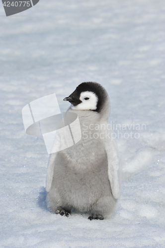 Image of Emperor Penguin chick