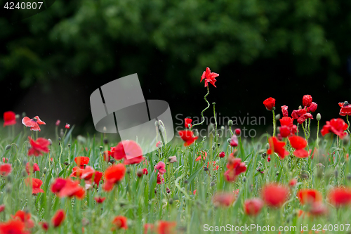 Image of Many poppies in a field a cloudy sommer day