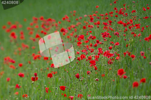 Image of Many poppies in a field a cloudy sommer day