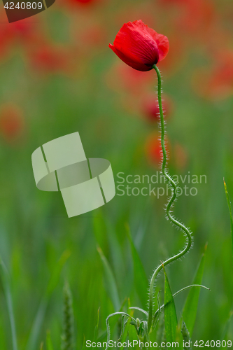 Image of Many poppies in a field a cloudy sommer day