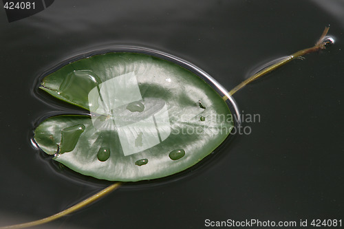 Image of Water lily leaves