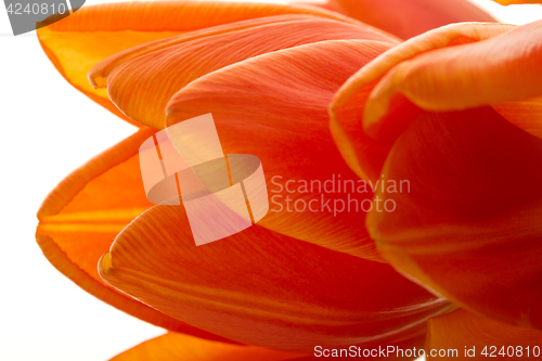 Image of Orange and red tulip flowers closeup