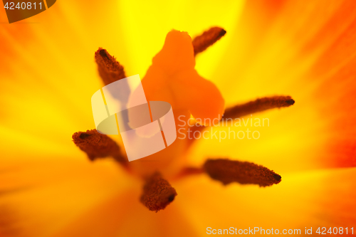 Image of Orange and red tulip flowers closeup