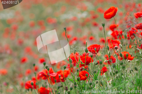 Image of Many poppies in a field a cloudy sommer day