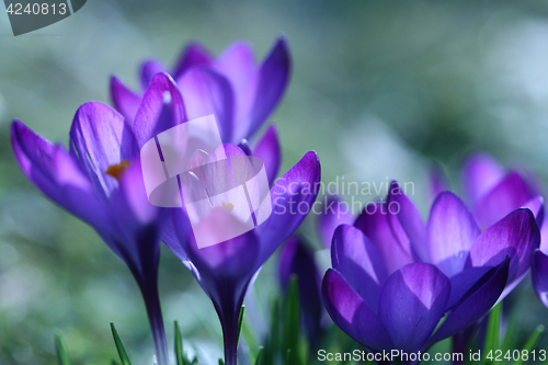 Image of Close up of violet crocus flowers in a field