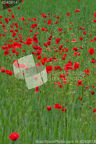 Image of Many poppies in a field a cloudy sommer day