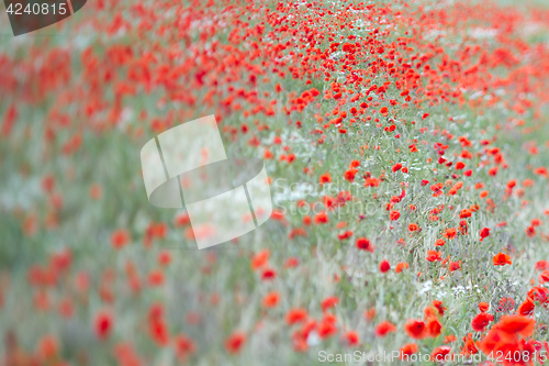 Image of Many poppies in a field a cloudy sommer day