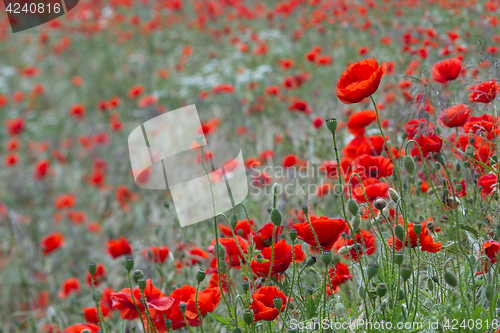 Image of Many poppies in a field a cloudy sommer day