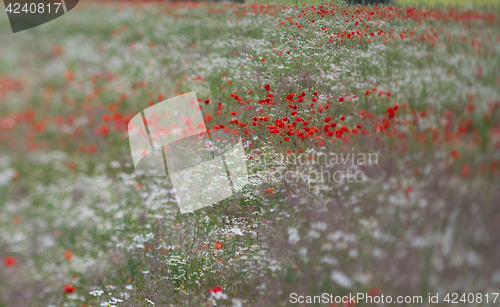 Image of Many poppies in a field a cloudy sommer day