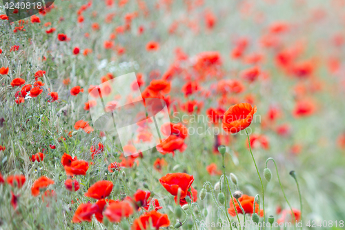 Image of Many poppies in a field a cloudy sommer day