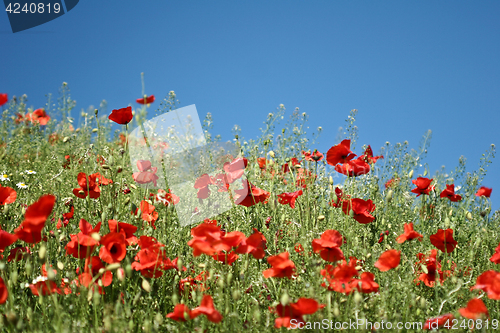 Image of Many poppies in a field a cloudy sommer day