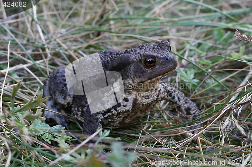 Image of a toad bufo in the grass