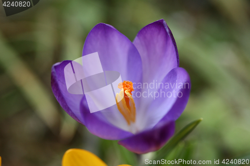 Image of Close up of violet crocus flowers in a field