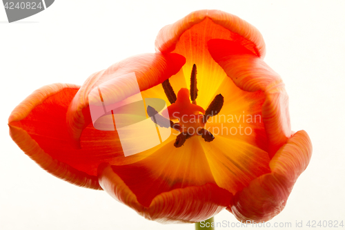 Image of Orange and red tulip flowers closeup