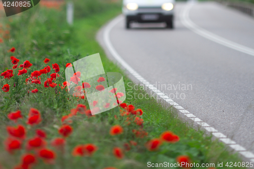 Image of Many poppies in a field a cloudy sommer day with a car passing b