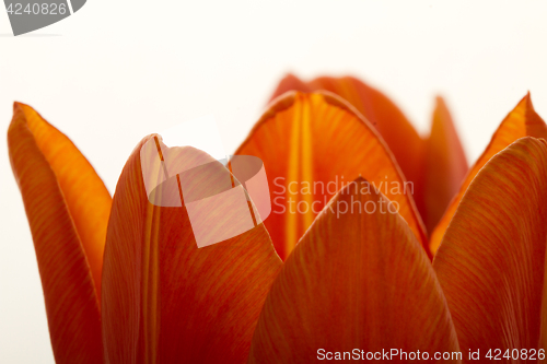 Image of Orange and red tulip flowers closeup