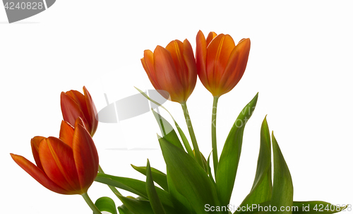 Image of Orange and red tulip flowers closeup