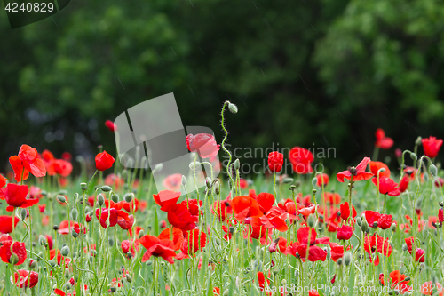 Image of Many poppies in a field a cloudy sommer day