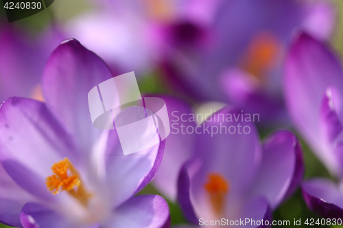 Image of Close up of violet crocus flowers in a field