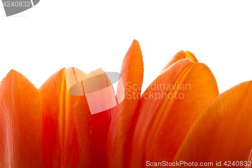 Image of Orange and red tulip flowers closeup