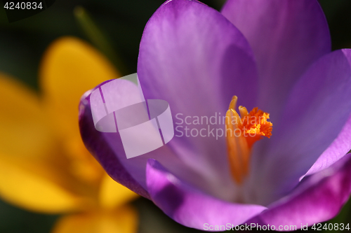 Image of Close up of violet crocus flowers in a field