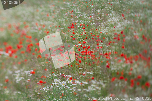 Image of Many poppies in a field a cloudy sommer day