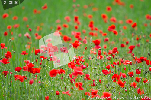 Image of Many poppies in a field a cloudy sommer day