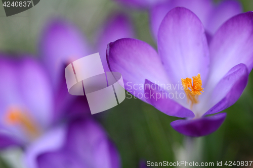 Image of Close up of violet crocus flowers in a field