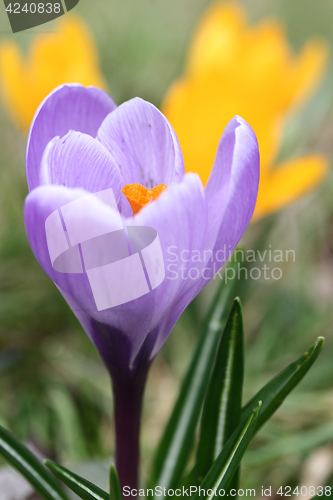 Image of Close up of violet crocus flowers in a field