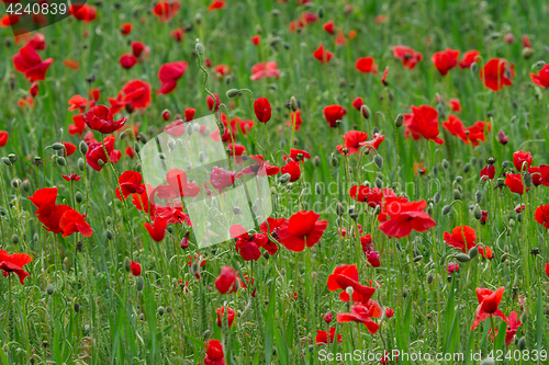 Image of Many poppies in a field a cloudy sommer day