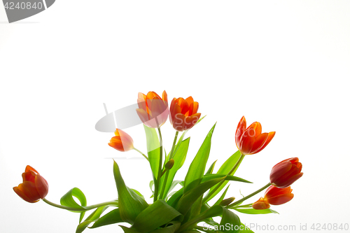 Image of Orange and red tulip flowers closeup