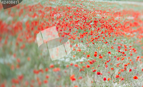 Image of Many poppies in a field a cloudy sommer day