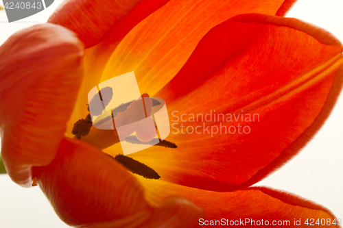 Image of Orange and red tulip flowers closeup