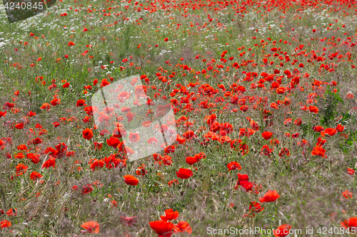 Image of Many poppies in a field a cloudy sommer day