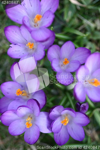 Image of Close up of violet crocus flowers in a field