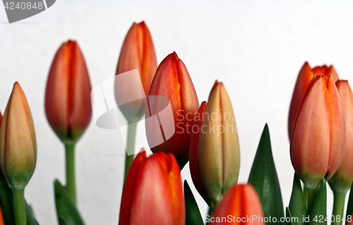 Image of Orange and red tulip flowers closeup