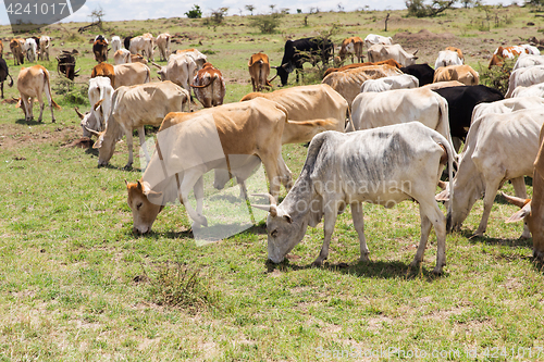 Image of herd of cows grazing in savannah at africa