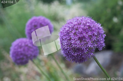 Image of Allium Giganteum