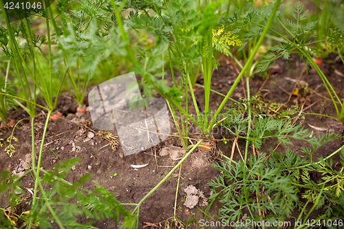 Image of carrots growing on summer garden bed