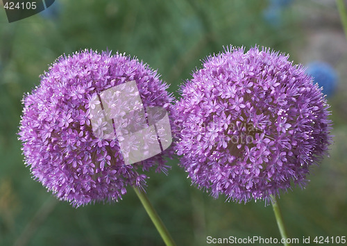 Image of Allium Giganteum