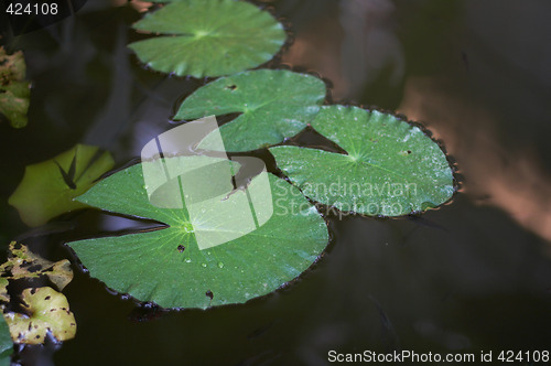 Image of leaves