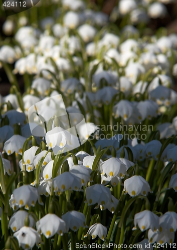 Image of spring snowflake