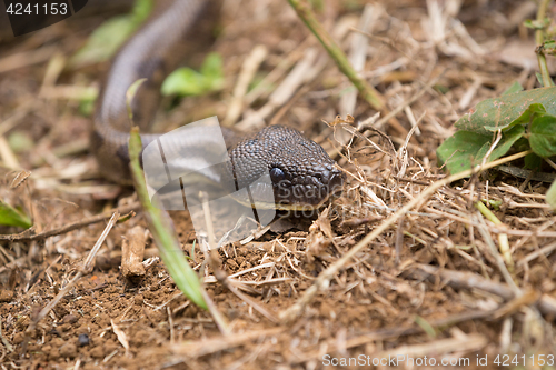 Image of madagascar tree boa, Sanzinia madagascariensis