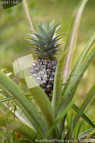 Image of Pineapple tropical fruit in garden, madagascar