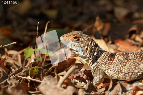 Image of collared iguanid lizard, madagascar