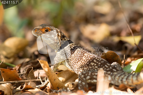 Image of collared iguanid lizard, madagascar