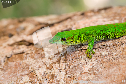 Image of Phelsuma madagascariensis day gecko, Madagascar