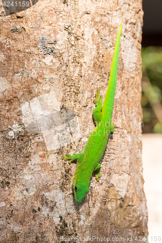 Image of Phelsuma madagascariensis day gecko, Madagascar